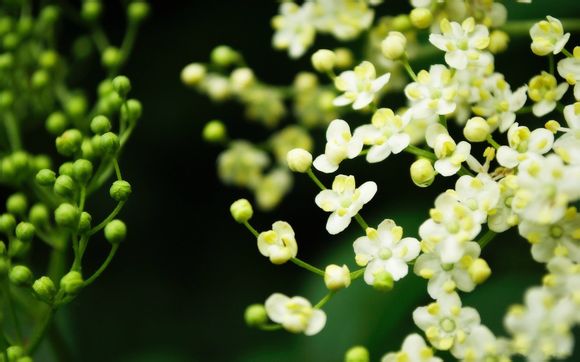葫芦丝名曲精选30首