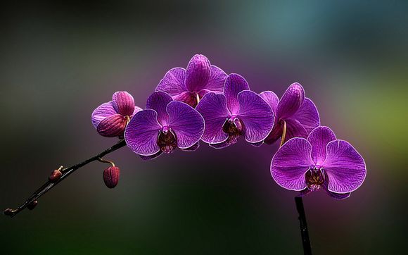 ae素材怎么